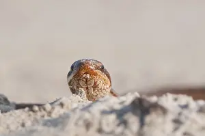 Emsland Natural Habitat Drucke: Smooth Snake (Coronella austriaca)