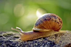 Mollusc Animal Drucke: Snail in a garden