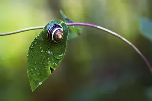 Snail On Leaf Drucke: Snail on leaf