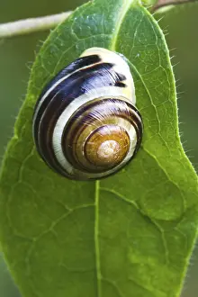 Snail On Leaf Drucke: Snail on leaf