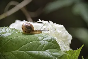 Snail On Leaf Drucke: Snail on a leaf with a white flower backdrop