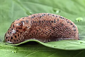 Snail On Leaf Drucke: Snail on a leaf in the wild