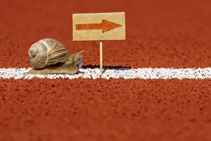 Rote Pfeile Drucke: Schnecke betrachtet Schild mit roter Pfeil.