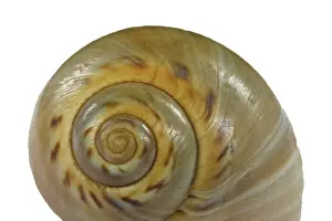 Snail Shell Drucke: Snail shell