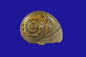 Snail Shell Drucke: Snail shell