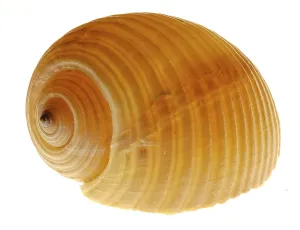 Muschel Drucke: Snail-shell
