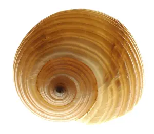 Muschel Drucke: Snail-shell