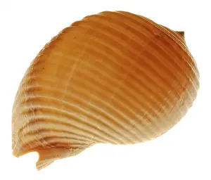Muschel Drucke: Snail-shell