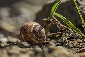 Lower Bavaria Wildlife Drucke: A snail shell is lying on the ground