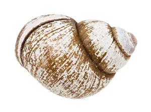 Drucke von Schneckenhaus auf weißem Hintergrund Schnecken Drucke: Schneckenhäuschen auf weißem Hintergrund.