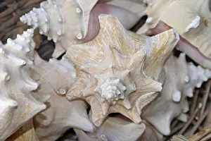 Snail Shell Drucke: Snail, snail shell, snail shell