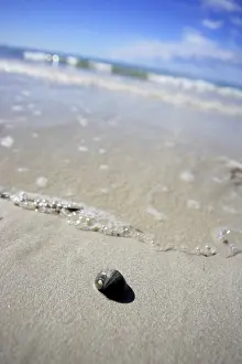 Close Up Snail Shell Drucke: Snailshell on the beach