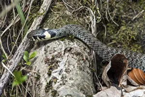 Germany Wildlife Images Drucke: Snake, grass snake (Natrix natrix)