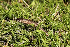 Nature Photography Europe Drucke: A snake hides in the dense grass