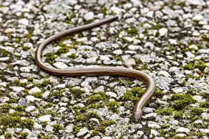 Anguis Fragilis Images Drucke: A snake lying stretched out on a stony surface