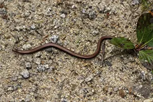 Scaled Reptile Images Drucke: A snake is seen slithering across the ground