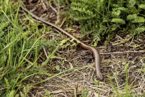 Drucke von Eine Schlange schleicht sich durch das Gras, Westliche Eidechsenwurm in der Nähe von Herleshausen in Deutschland (Anguis fragilis) Braune Schlange Drucke: Ein Schlangen schleicht sich durch das Gras.