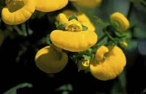 Summer Blooms Drucke: Snapdragon in bloom