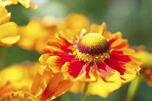 Saxony Flowers Drucke: Sneezeweed (Helenium), flowers