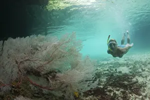 Micronesia Water Sports Drucke: Snorkelling in Risong Bay, Risong Bay