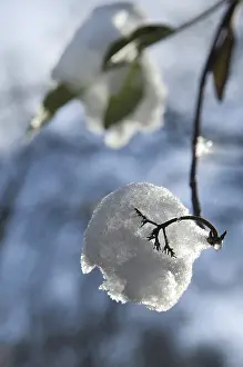 Snowy Branch Drucke: Snow on a branch