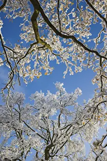 Snow Covered Tree Branches Drucke: Snow covered bare tree branches