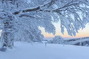 Southern Germany Winter Photography Drucke: Snow covered beech tree, Winbuche
