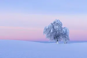 Deciduous Tree In Snow Drucke: Snow covered beech tree, Winbuche