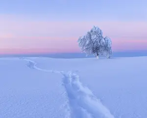 Black Forest Winter Landscape Drucke: Snow covered beech tree, Winbuche