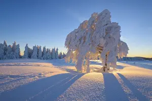Black Forest Sunrise Drucke: Snow covered beech tree, Winbuche