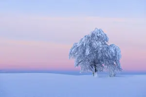 Deciduous Tree In Snow Drucke: Snow covered beech tree, Winbuche
