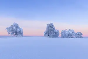 Snowy Beech Trees Drucke: Snow covered beech trees, Winbuchen