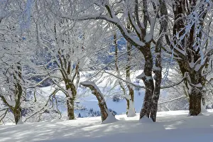 Central Europe Winter Photography Drucke: Snow covered beech Trees in winter