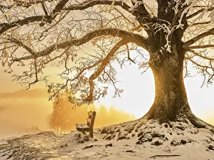 Deserted Swiss Landscape Drucke: Snow-covered bench and tree in the light of the setting sun