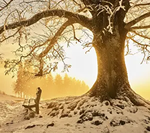 Deserted Swiss Landscape Drucke: Snow-covered bench and tree in the light of the setting sun