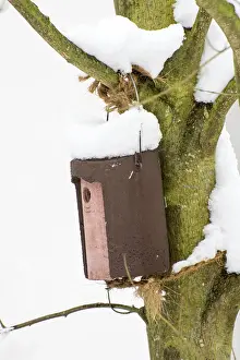 Deserted Tree Trunk Drucke: Snow covered bird nesting box