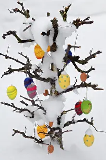 Colorful Easter Tradition Drucke: Snow covered Easter tree with eggs