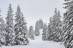 Deserted Forest In Snow Drucke: Snow-covered mountain forest during snowfall