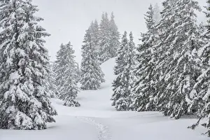 Snow Capped Mountain Peaks Drucke: Snow-covered mountain forest during snowfall