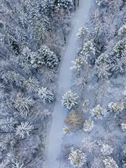 Snowy Forest Path Drucke: Snow-covered path through a quiet