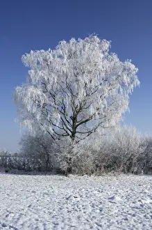 Winter Nature Scene Drucke: Snow covered tree