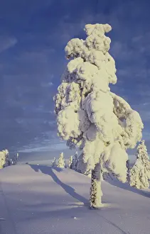 Winter Tree Drucke: Snow covered tree