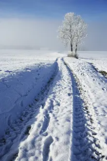 Austria Winter Landscapes Drucke: Snow-covered tree with field path