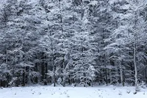 Southern Germany Tree Photography Drucke: Snow-covered trees, Black Forest