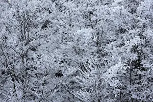 Black Forest Winter Landscape Drucke: Snow-covered trees, Black Forest