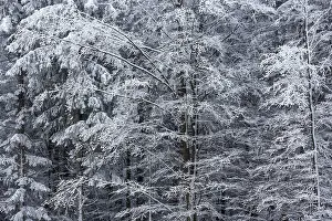 Central Europe Snowy Scene Drucke: Snow-covered trees, Black Forest