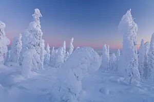 Polar Region Scenery Drucke: Snow-covered trees in the evening light