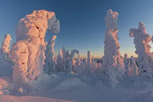 Polar Region Scenery Drucke: Snow-covered trees in the evening light
