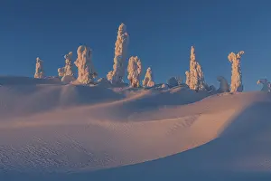 Arctic Landscape Drucke: Snow-covered trees in the evening light