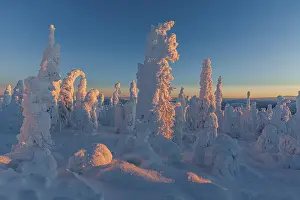 Arctic Landscape Drucke: Snow-covered trees in the evening light